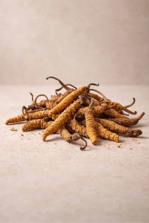 Cordyceps